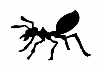 Ant