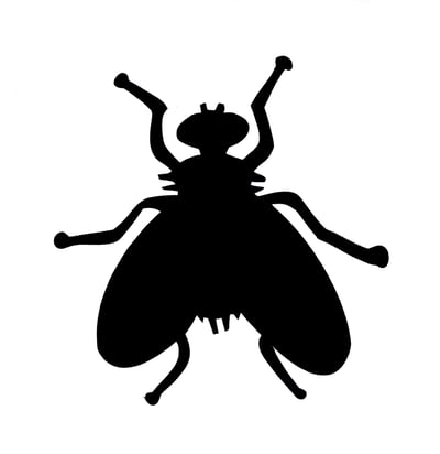 Fly