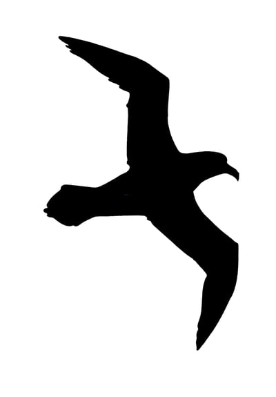 Seagull