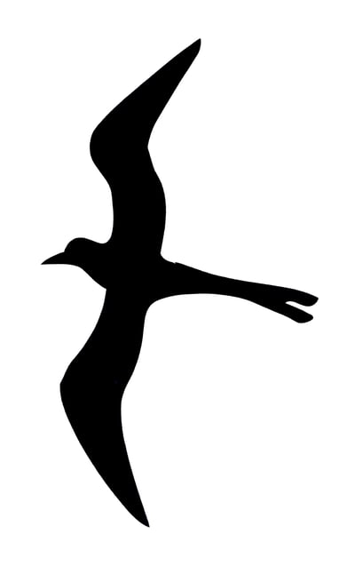 Flying Seagull