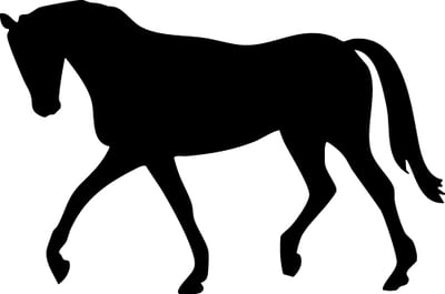 Horse Walking
